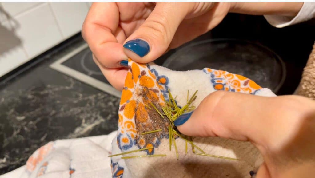 תה ממחטי אורנים תרופת הפלא לחורף