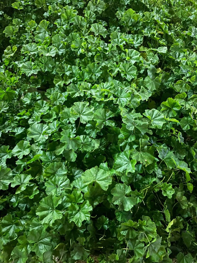 מתכון לשקשוקה עם חובזה