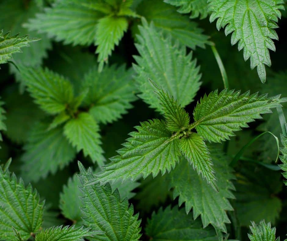 מתכון ירקות שורש עם סירפדים