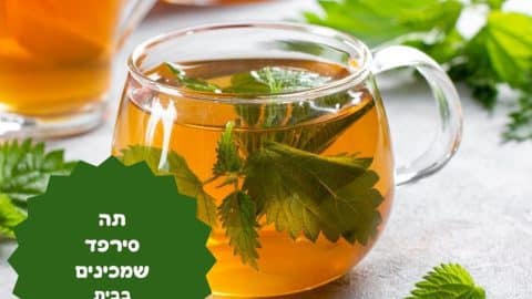 תה סירפדים שמכינים בבית