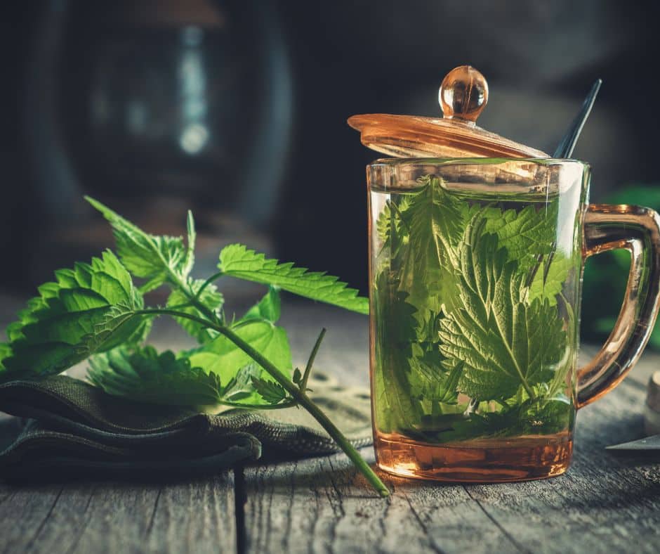 תה סירפדים שמכינים בבית