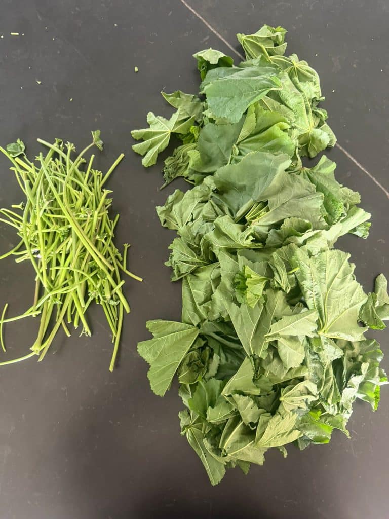 מתכונים עם חוביזה