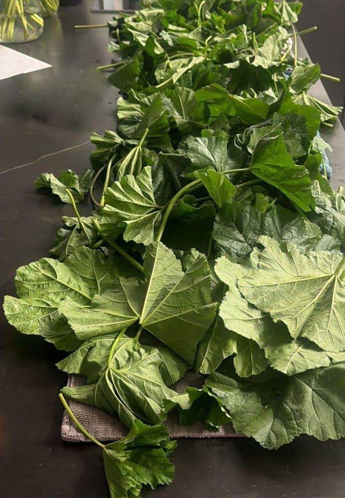 מתכונים עם חוביזה