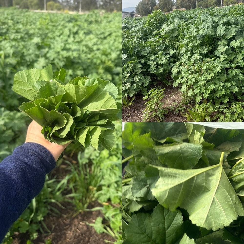 תבשיל חובזה עם בורגול